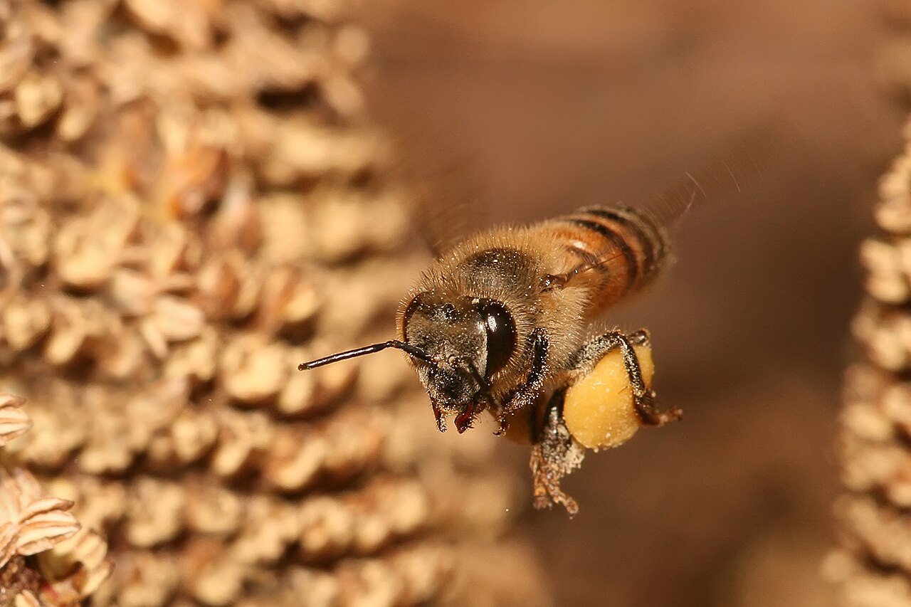 Bees