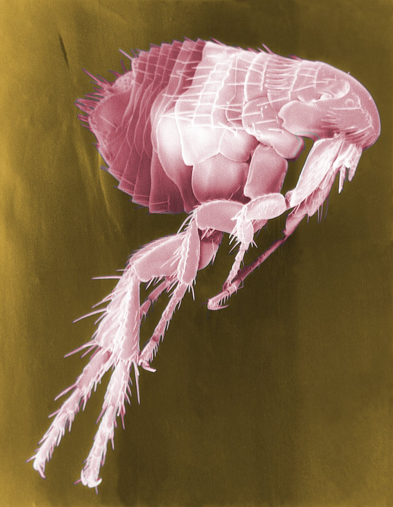Fleas & Ticks