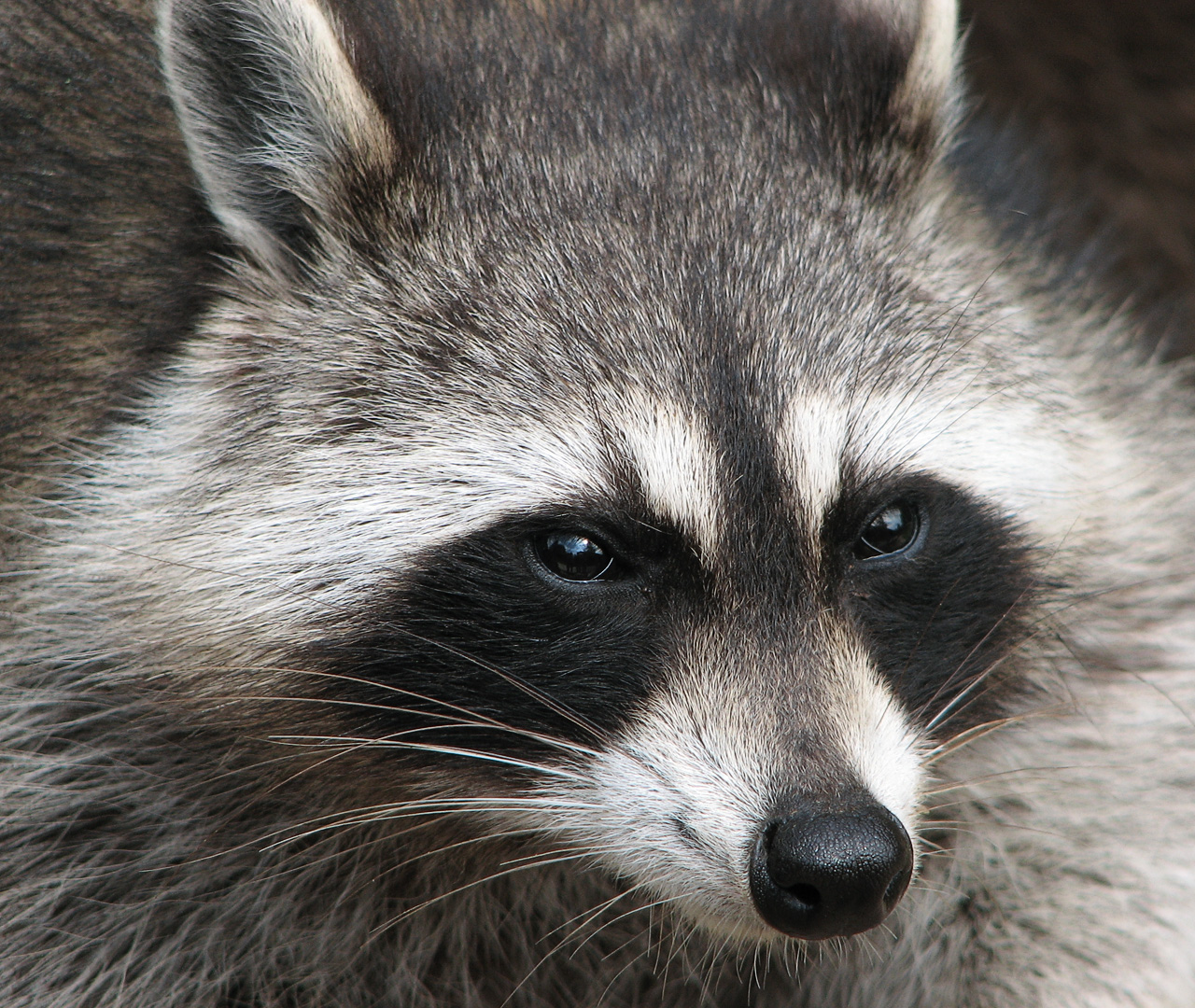 Raccoons
