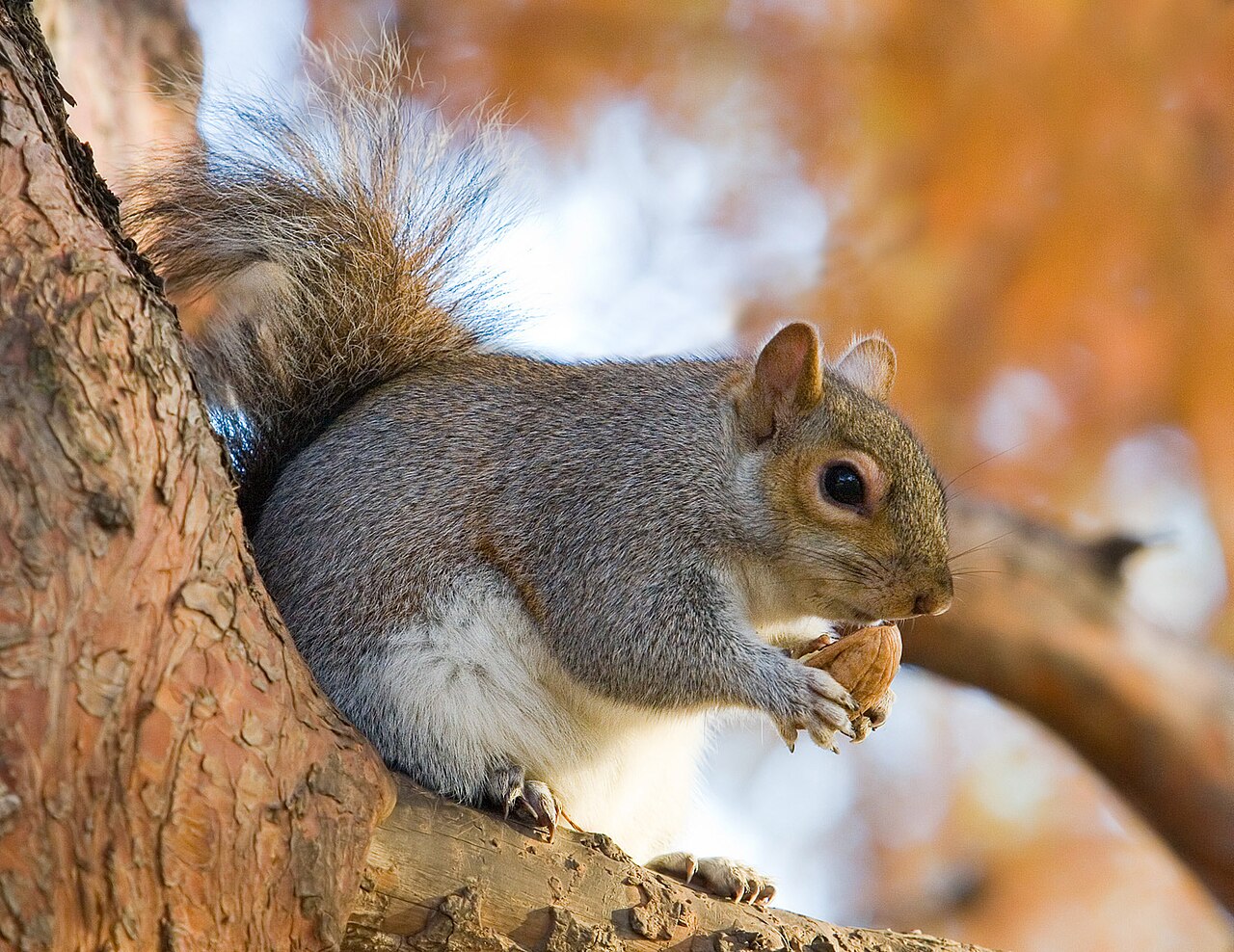 Squirrels