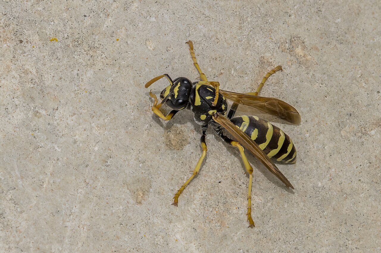 Wasps & Hornets